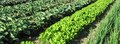 DeVoDa Gardens CSA