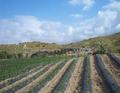 Sage Mountain Farm / Inland Empire CSA