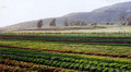 Be Wise Ranch Organic Farm