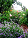 Raphael Garden