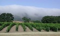 Altamura Vineyards & Winery