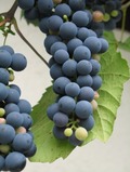 Albini Family Vineyards