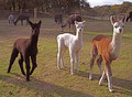 Brookfarm ...Alpacas in the Valley of the Moon