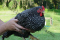 Heirloom Country Farms