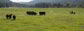 J&J Grassfed Beef