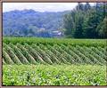 Beaucanon Winery