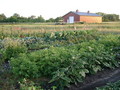 Prairie Sun Farm