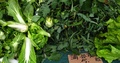 Alhambra CFM
