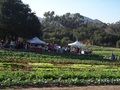 La Milpa Organica