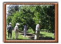 Freitas Cherry Ranch