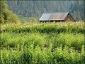 Dancing Moon Farm