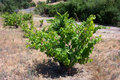 Bastoni Vineyards