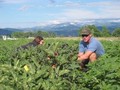 Red Wagon Organic Farm
