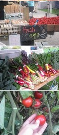 Tomatero Farm