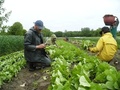 Arethusa Collective Farm