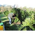 Ann's Orchard