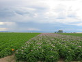 Sunny Valley Farms