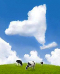 Get New York Milk