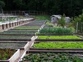 Lindencroft Farm